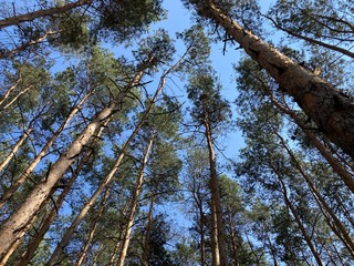 Tops of trees swaying in wind. Close up of pine forest.