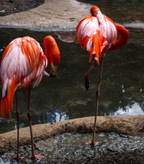 pink flamingos in the zoo