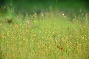 Thailand nature