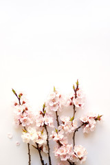 Branches of a blossoming apricot on a white background. Pink flower petals. Delicate spring bouquet