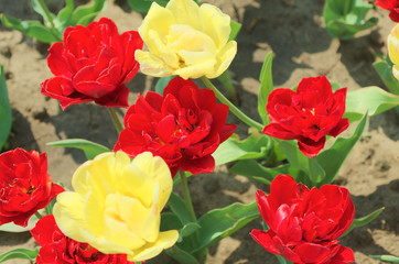 red and yellow tulips