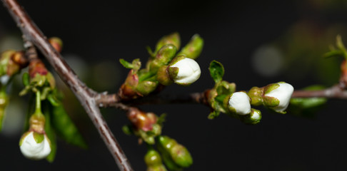 Cherry blossom. White flowers of a fruit tree close-up.