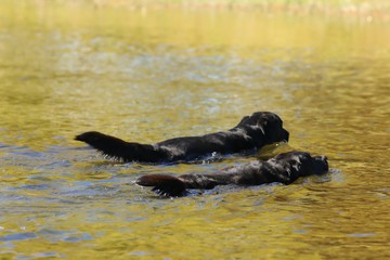 Two black labradors swimming away from the camera in golden reflective water