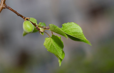 The ovary of the fruit apricot. Fruit development, initial phase. Green apricot ovary.