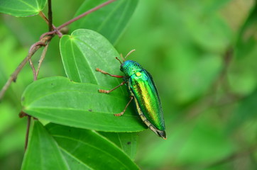 Thailand nature