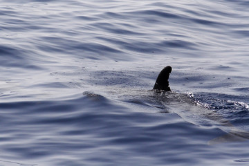  Dolphins at the Los Gigantes Cliffs in Tenerife © moniadk
