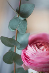 Beautiful pink ranunculus or buttercup flower, close up.