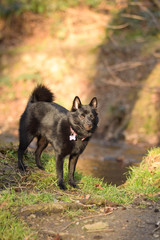 Young female of schipperke is sitting on trunk near to the water. She has so nice face. She is so patient model.