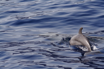  Dolphins at the Los Gigantes Cliffs in Tenerife © moniadk