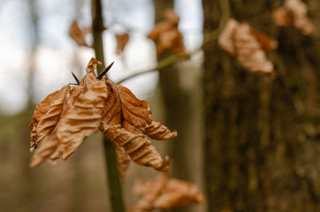 on the forest