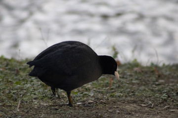 Eurasian coot on Land