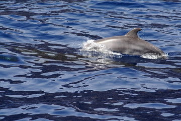 Fototapeta 
Dolphins at the Los Gigantes Cliffs in Tenerife obraz
