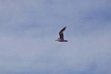 wing spread flying seagull bird in sky. background. copy space