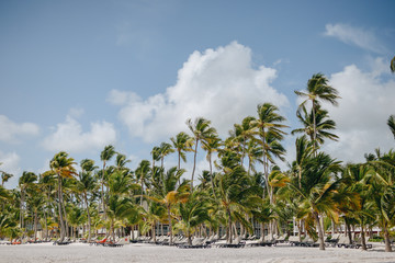 Plakat palm trees on a tropical beach