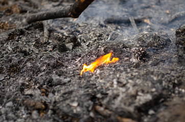 burning earth in the forest