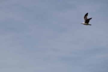 wing spread flying seagull bird in sky. background. copy space