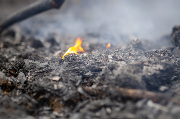 burning earth in the forest