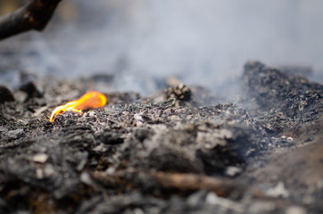 burning earth in the forest