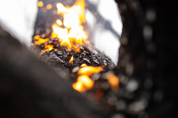 Burning part of the tree