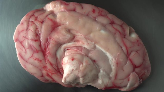 Brain, concept prop for drug and antidepressants study, psychology and psychotherapy as well as AI or Artificial Intelligence, digital brain research.  Real anatomy illustration. Extreme close up.