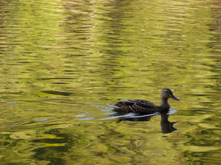 samotna kaczka płynąca po żółteozielonej wodzie © Dominik