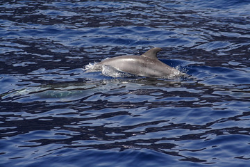 
Dolphins at the Los Gigantes Cliffs in Tenerife
