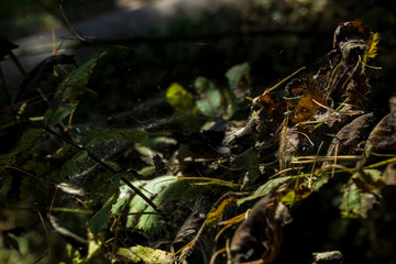 spider web on leaves