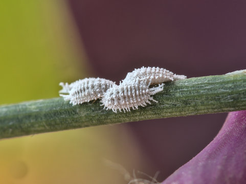 Close up view of female cochineals (Dactylopius coccus), scale insects in the suborder Sternorrhyncha.