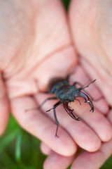 Hands holding the male stag beetle.