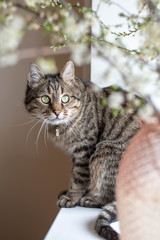 cat on a windowsill with the plum blooming branches 