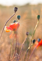 Poppy flowers in the field.