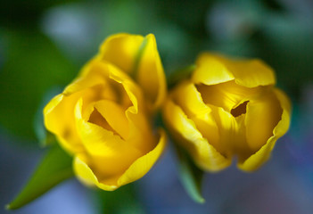 Yellow tulip flowers