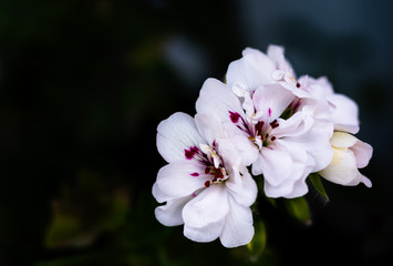 White geranium flower featured in dark background. Fragrant spring flower.
