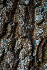 bark of a tree