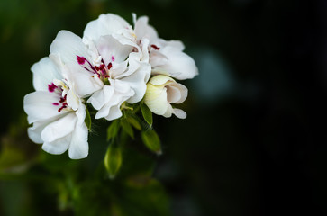 Obraz premium White geranium flower featured in dark background. Fragrant spring flower.