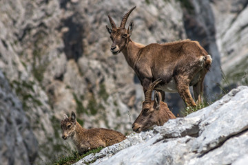 Bouquetin femelle et son cabri , dans les Alpes , Massif du Vercors
