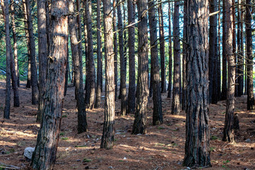 Coniferous Forest in the spring,take care of nature