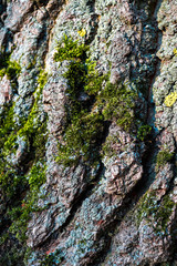 tree bark texture