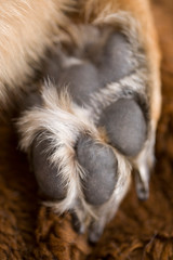 Closeup of a  paw of a German Shepherd dog with long claws