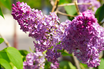 Fototapeta na wymiar Green branch with spring lilac flowers