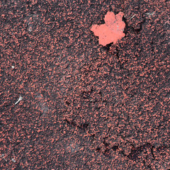 The surface of the old track