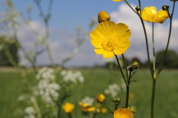 a round yellow buttercup flower closeup with cow parsley in a green meadow in the dutch countryside in springtime and a blue sky with clouds in the background 