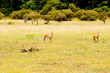Veados no pantanal