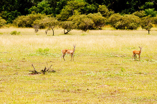 Veados no pantanal