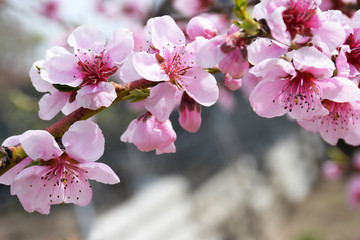 Beautiful floral spring abstract background of nature. Branches of blossoming cherries peach macro on blurred background.