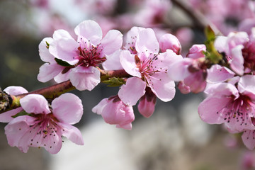 Fototapeta na wymiar Pink peach blossom close-up. Beauty floral concept.
