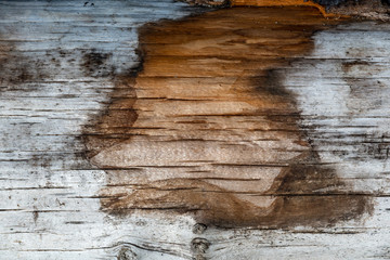 Background texture: wood #6