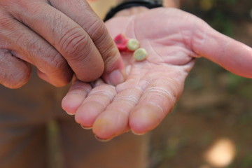 The man's finger shows the coffee beans lying in his palm