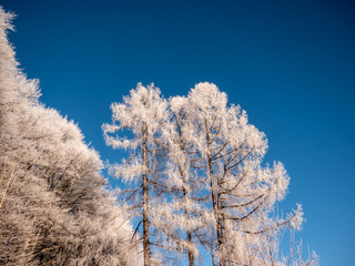 Frosty tree branch with snow in winter on blue sky. Cold weather in the forest. Frosty trees in snowy forest. Frozen trees in  winter season. Bottom view of frosty branches. Winter Concept