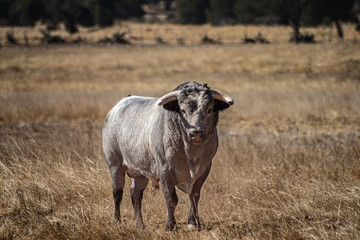 Obraz premium Toro Bravo 2